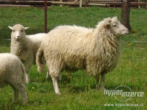 ovce--sumavska.jpg